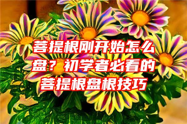 菩提根刚开始怎么盘？初学者必看的菩提根盘根技巧