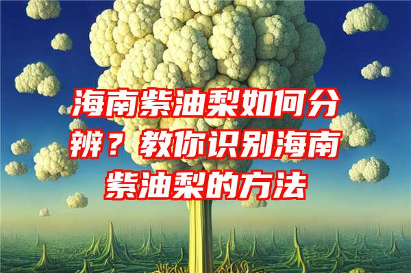 海南紫油梨如何分辨？教你识别海南紫油梨的方法