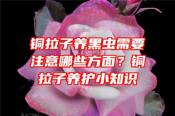 铜拉子养黑虫需要注意哪些方面？铜拉子养护小知识