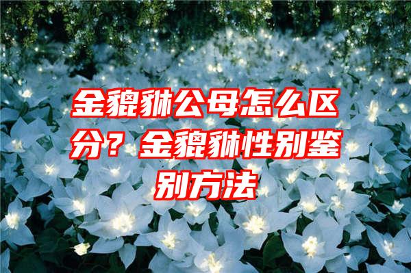 金貔貅公母怎么区分？金貔貅性别鉴别方法