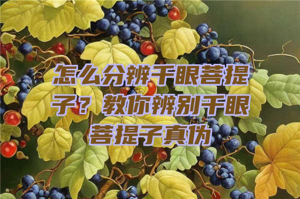 怎么分辨千眼菩提子？教你辨别千眼菩提子真伪