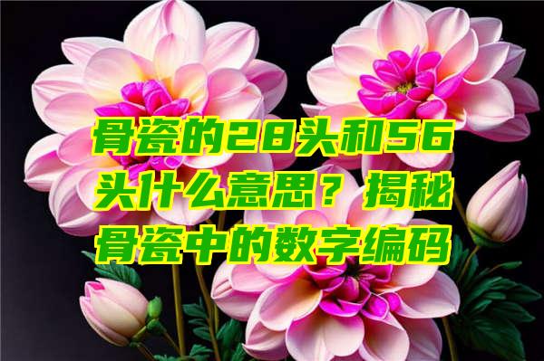 骨瓷的28头和56头什么意思？揭秘骨瓷中的数字编码