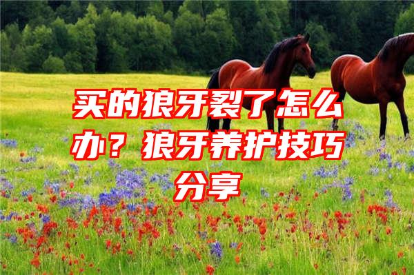 买的狼牙裂了怎么办？狼牙养护技巧分享