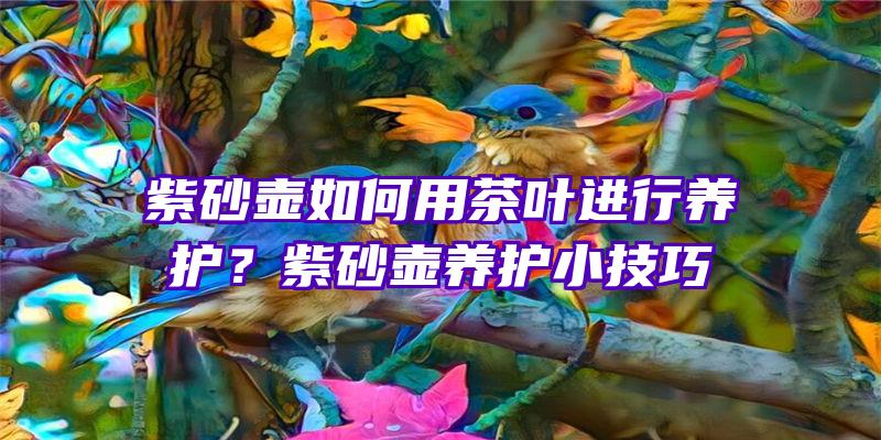 紫砂壶如何用茶叶进行养护？紫砂壶养护小技巧