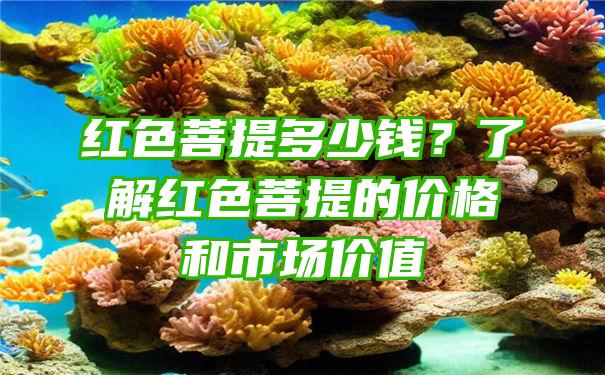 红色菩提多少钱？了解红色菩提的价格和市场价值