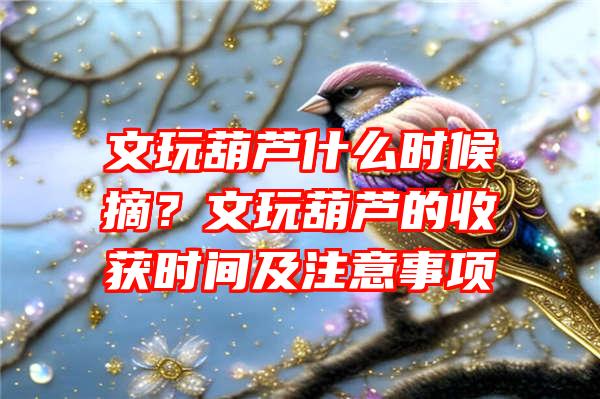 文玩葫芦什么时候摘？文玩葫芦的收获时间及注意事项