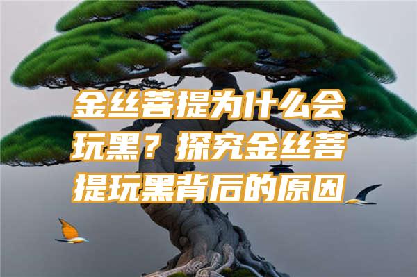 金丝菩提为什么会玩黑？探究金丝菩提玩黑背后的原因