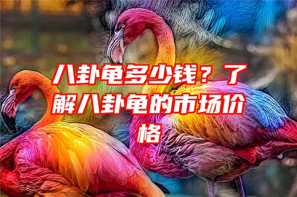 八卦龟多少钱？了解八卦龟的市场价格