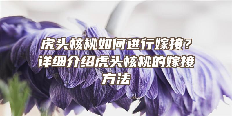 虎头核桃如何进行嫁接？详细介绍虎头核桃的嫁接方法