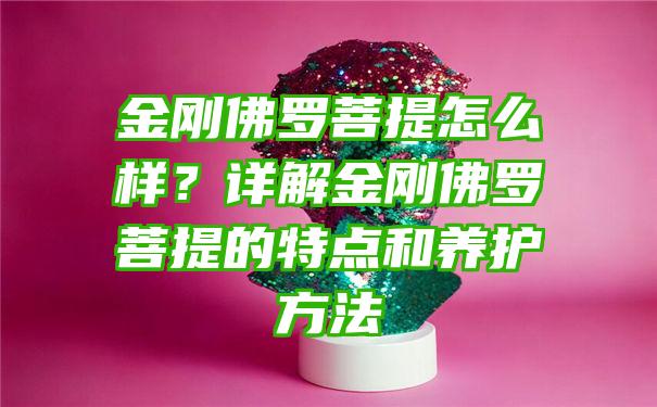 金刚罗菩提怎么样？详解金刚罗菩提的特点和养护方法