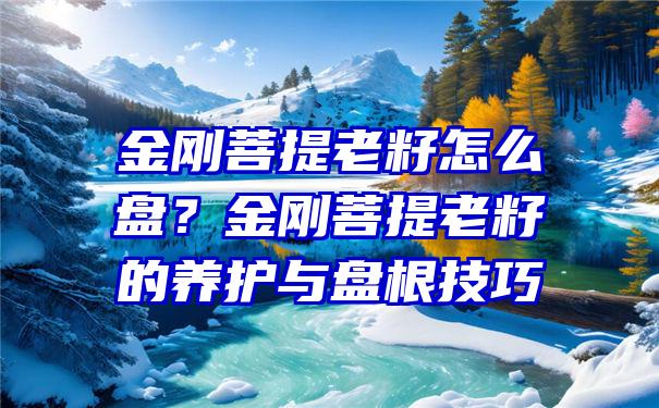 金刚菩提老籽怎么盘？金刚菩提老籽的养护与盘根技巧