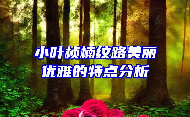 小叶桢楠纹路美丽优雅的特点分析