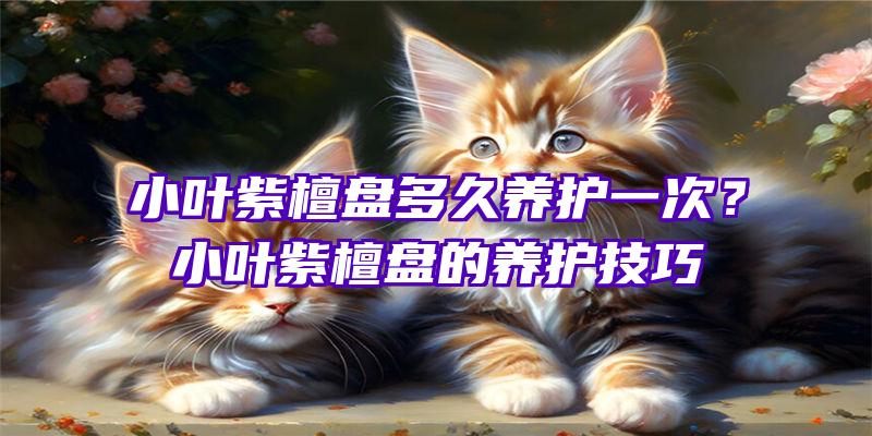 小叶紫檀盘多久养护一次？小叶紫檀盘的养护技巧