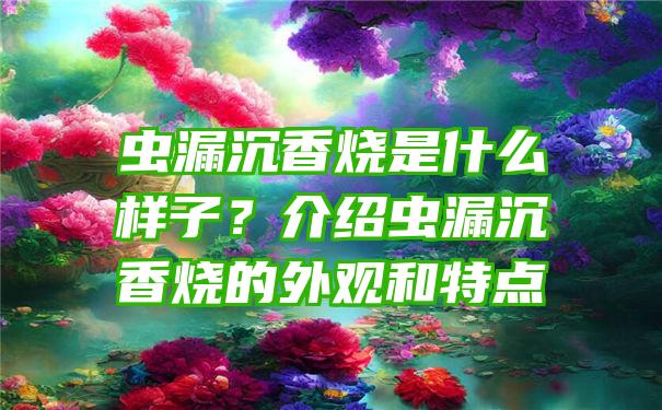 虫漏沉香烧是什么样子？介绍虫漏沉香烧的外观和特点