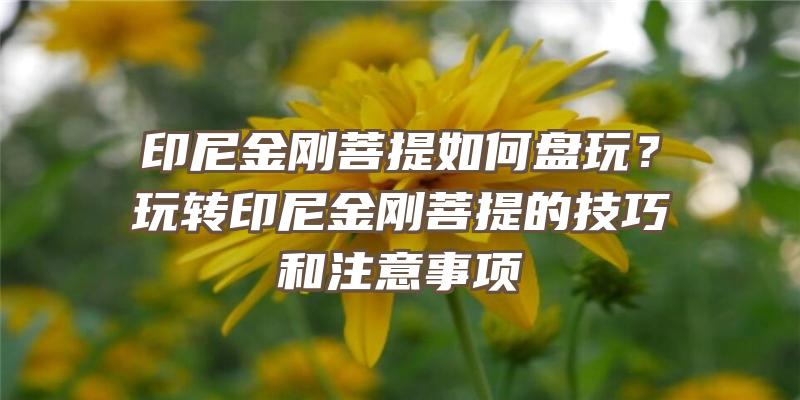 印尼金刚菩提如何盘玩？玩转印尼金刚菩提的技巧和注意事项