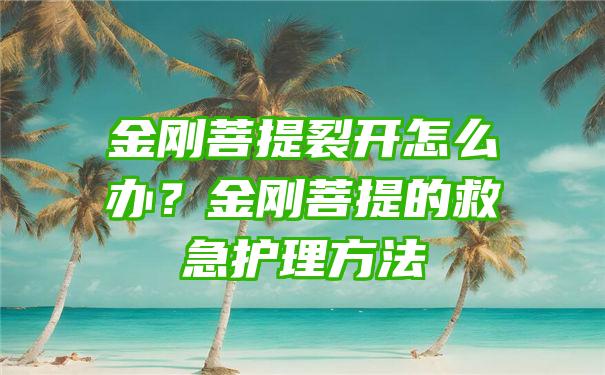 金刚菩提裂开怎么办？金刚菩提的救急护理方法