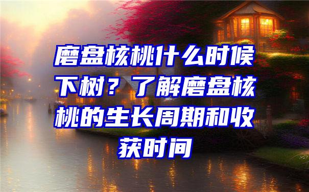 磨盘核桃什么时候下树？了解磨盘核桃的生长周期和收获时间