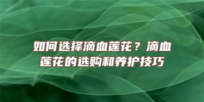 如何选择滴血莲花？滴血莲花的选购和养护技巧