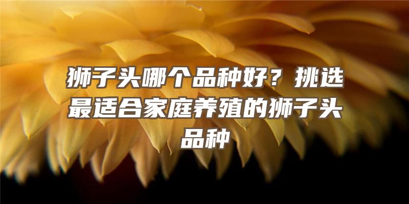 狮子头哪个品种好？挑选最适合家庭养殖的狮子头品种