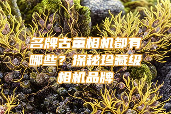 名牌古董相机都有哪些？探秘珍藏级相机品牌