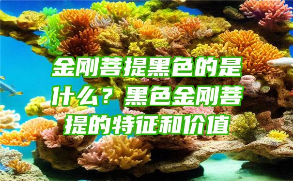 金刚菩提黑色的是什么？黑色金刚菩提的特征和价值