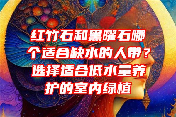 红竹石和黑曜石哪个适合缺水的人带？选择适合低水量养护的室内绿植