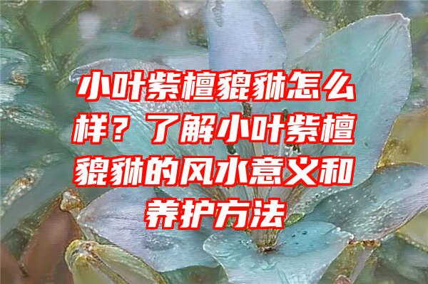 小叶紫檀貔貅怎么样？了解小叶紫檀貔貅的风水意义和养护方法