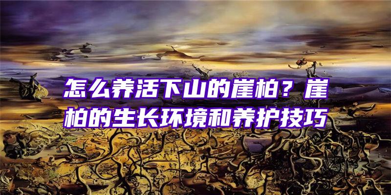 怎么养活下山的崖柏？崖柏的生长环境和养护技巧