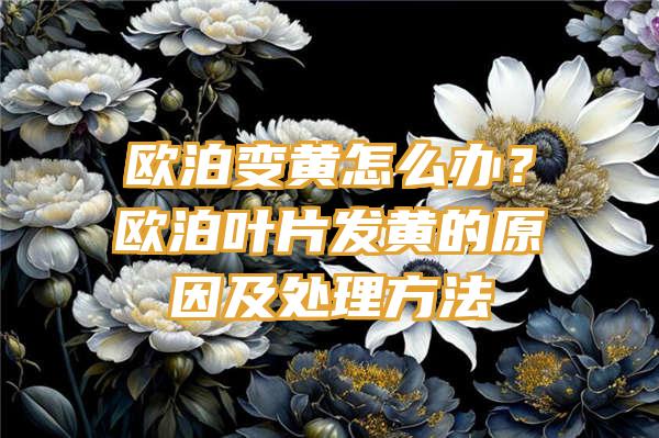 欧泊变黄怎么办？欧泊叶片发黄的原因及处理方法