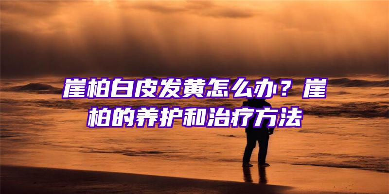 崖柏白皮发黄怎么办？崖柏的养护和治疗方法