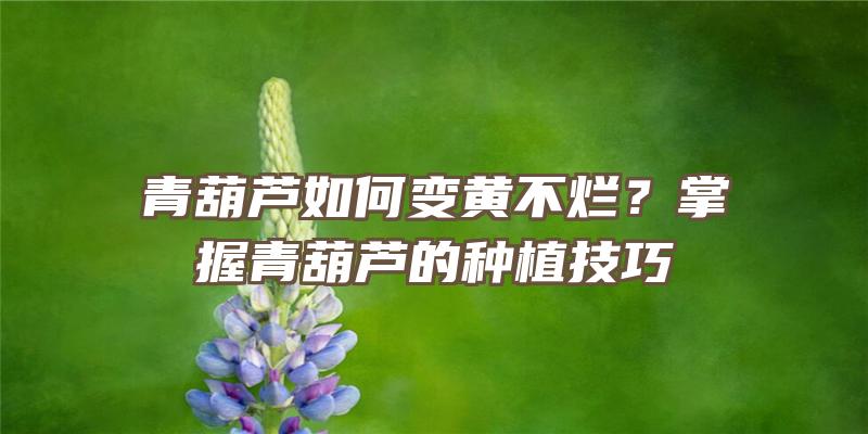 青葫芦如何变黄不烂？掌握青葫芦的种植技巧