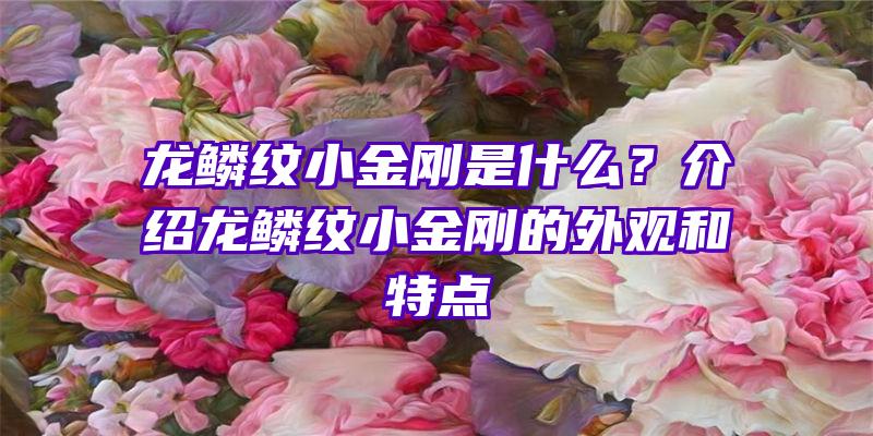 龙鳞纹小金刚是什么？介绍龙鳞纹小金刚的外观和特点