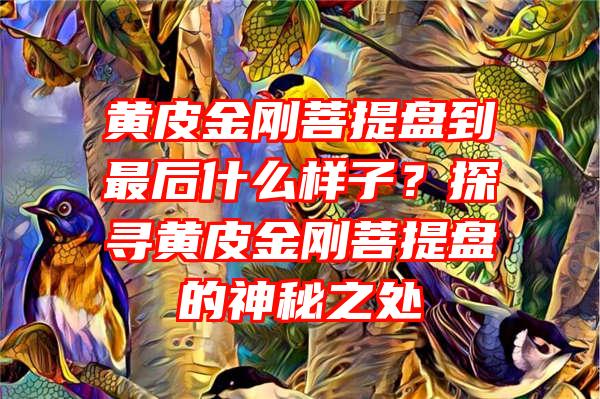 黄皮金刚菩提盘到最后什么样子？探寻黄皮金刚菩提盘的神秘之处