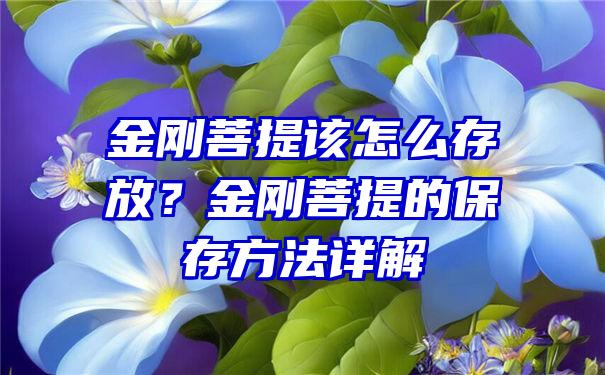 金刚菩提该怎么存放？金刚菩提的保存方法详解