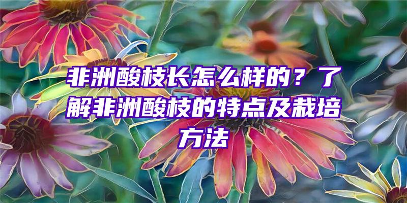 非洲酸枝长怎么样的？了解非洲酸枝的特点及栽培方法