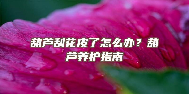 葫芦刮花皮了怎么办？葫芦养护指南