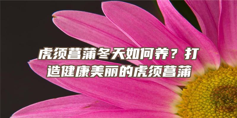 虎须菖蒲冬天如何养？打造健康美丽的虎须菖蒲