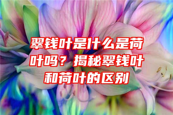 翠钱叶是什么是荷叶吗？揭秘翠钱叶和荷叶的区别