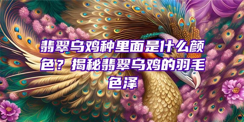 翡翠乌鸡种里面是什么颜色？揭秘翡翠乌鸡的羽毛色泽