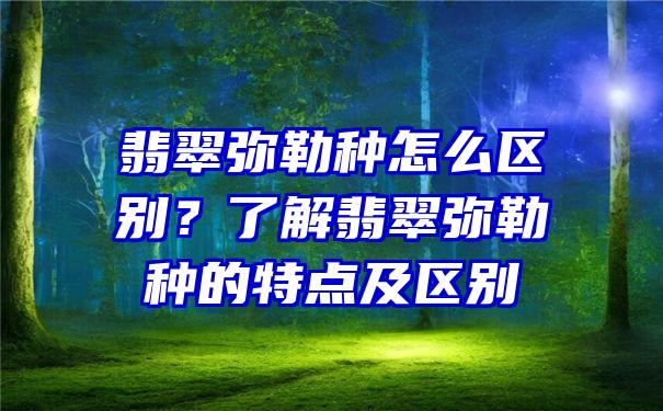 翡翠弥勒种怎么区别？了解翡翠弥勒种的特点及区别