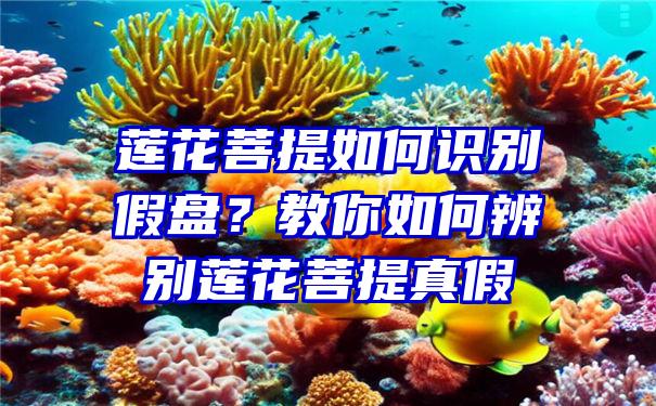 莲花菩提如何识别假盘？教你如何辨别莲花菩提真假