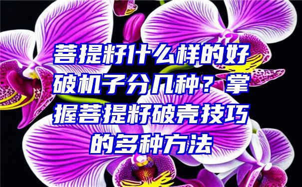 菩提籽什么样的好破机子分几种？掌握菩提籽破壳技巧的多种方法