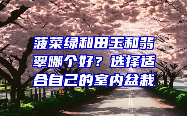 菠菜绿和田玉和翡翠哪个好？选择适合自己的室内盆栽