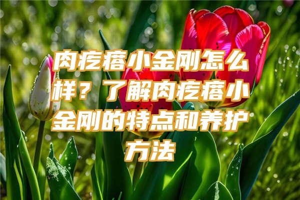 肉疙瘩小金刚怎么样？了解肉疙瘩小金刚的特点和养护方法