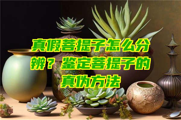 真假菩提子怎么分辨？鉴定菩提子的真伪方法