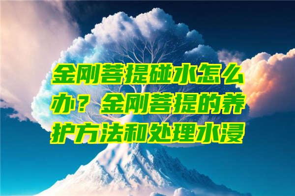 金刚菩提碰水怎么办？金刚菩提的养护方法和处理水浸