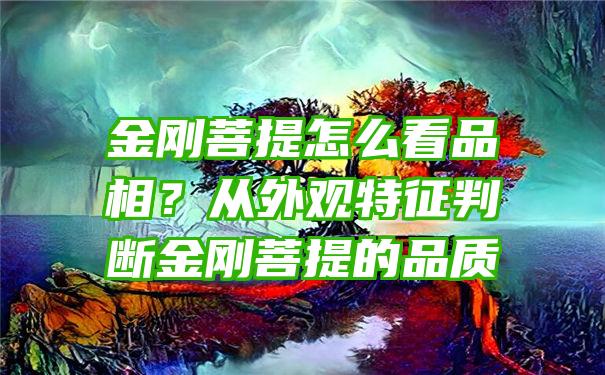 金刚菩提怎么看品相？从外观特征判断金刚菩提的品质