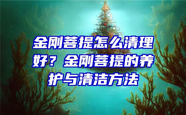 金刚菩提怎么清理好？金刚菩提的养护与清洁方法