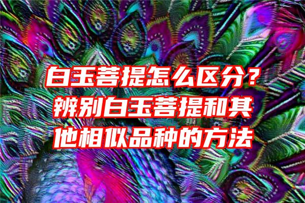 白玉菩提怎么区分？辨别白玉菩提和其他相似品种的方法