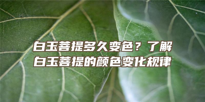 白玉菩提多久变色？了解白玉菩提的颜色变化规律